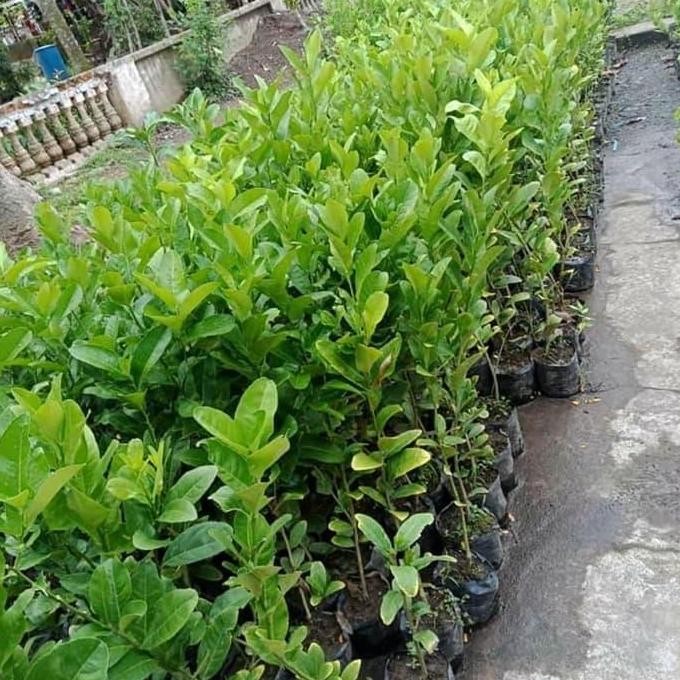 

Bibit Tanaman Buah Jeruk Jerpaya atau Pepaya FRESS