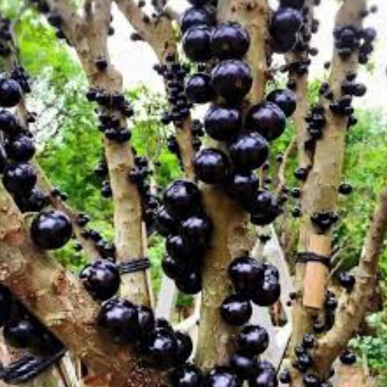 NEW Bibit tanaman ANGGUR PRECO ANGGUR BRAZIL TINGGI 1 METER siap berbuah