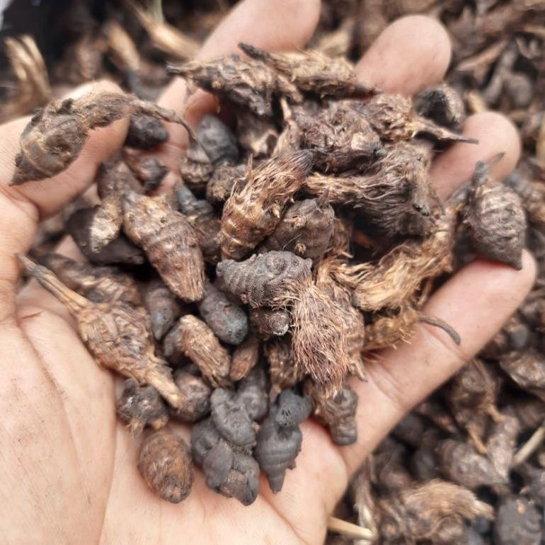 

Bubuk Umbi Rumput Teki Kering isi 500 Gram Manggata