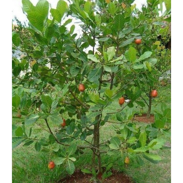 UNGGULAN COD Bibit Tanaman Buah Jambu Monyet Jambu Mete Okulasi cepat berbuah