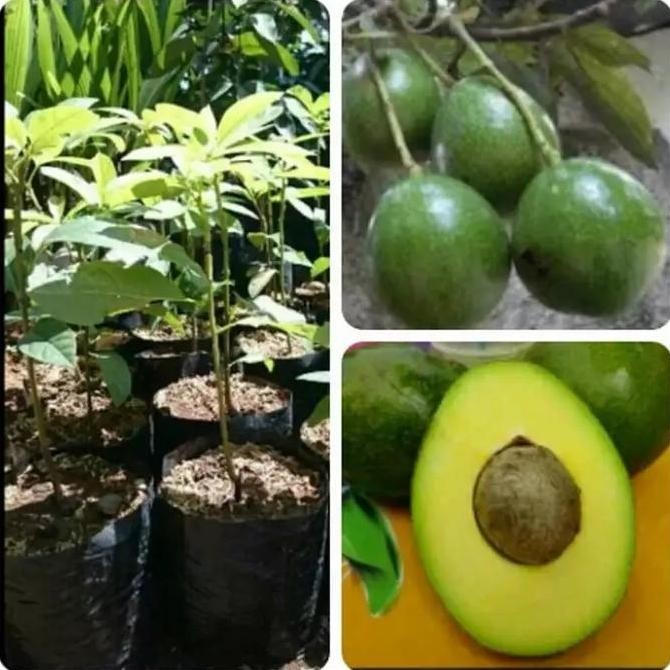 Tanaman Bibit Buah Alpukat Miki original FRESS