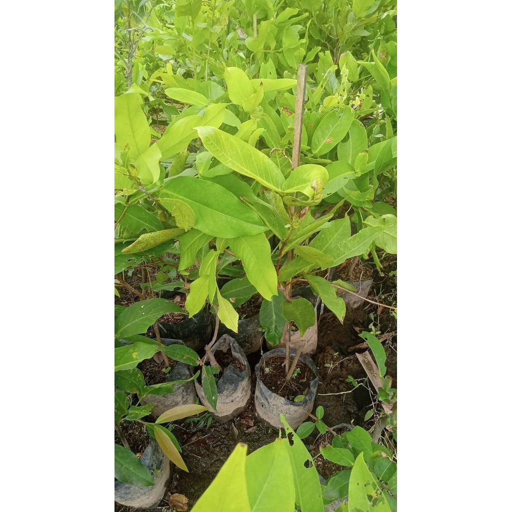 UNGGULAN Bibit Jambu Air Madu Deli Hij Hasil Cangkok