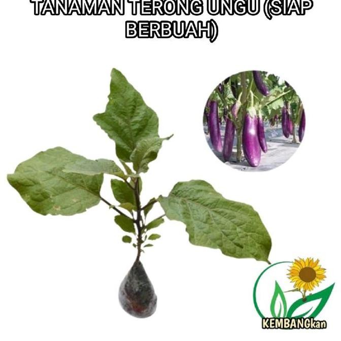 Tanaman Buah Terong ungu - bibit tanaman terong ungu siap berbuah - terong ungu - pohon terong ungu 
