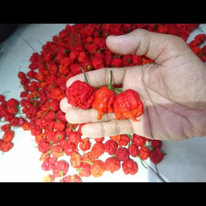 

Buah Cabai Cabe Carolina Reaper Segar