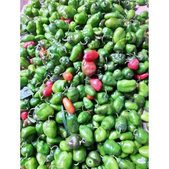 

Paket Cabai Gendot Asli Dieng ( Promo Harga Termurah) Berat 1 Kg