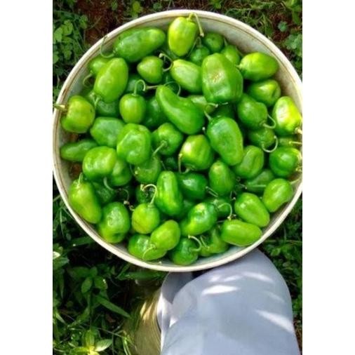 

Kenyamanan Cabai Bendot Cabe Gendot Bandung Segar 250Gr Ekstra Pedas