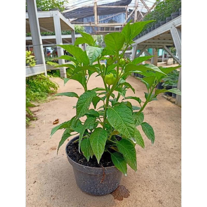 

Mudah Perawatan Tanaman Cabe Paprika - Cabai Gendot - Lombok Terpedas Di Dunia