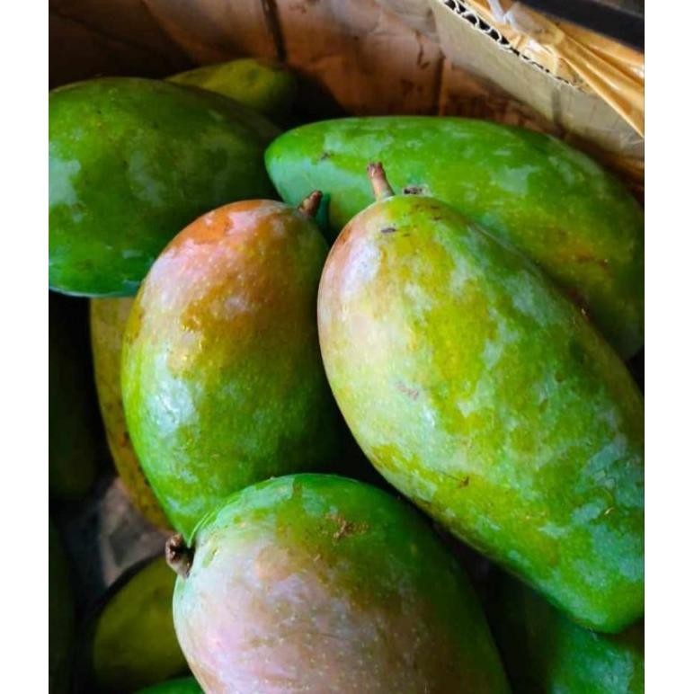 

Tangguh Mangga Kiojay Thailand 1Kg - 1,3Kg + Bumbu Rujak Bangkok - Mengkel Kriuk Garing