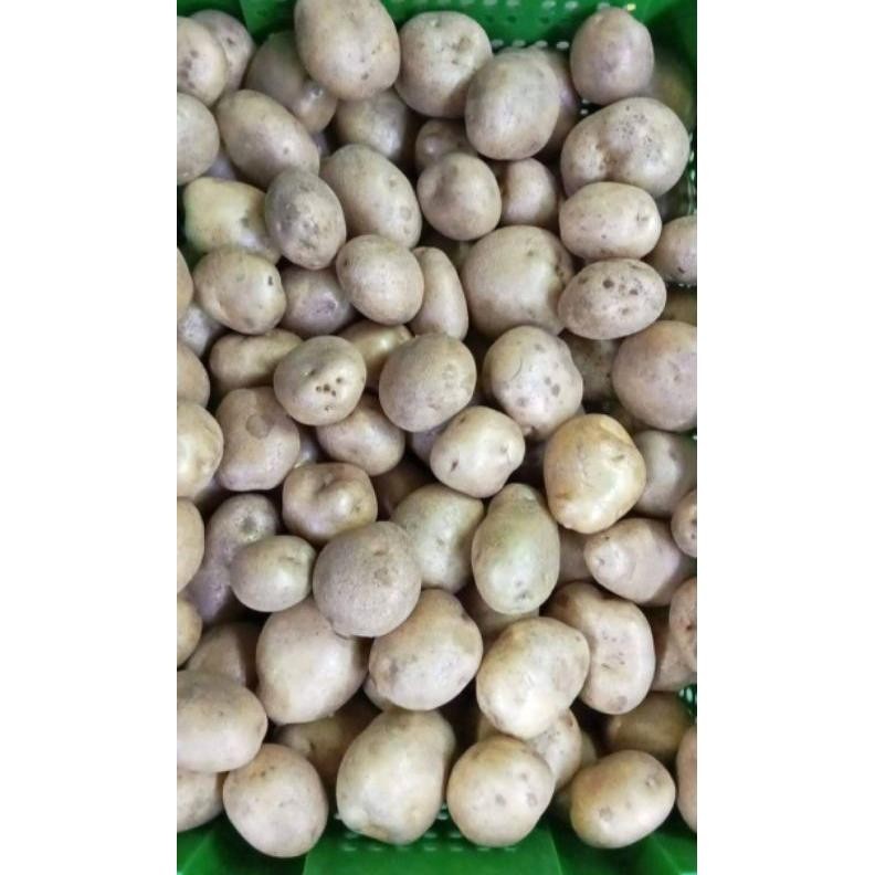 

Tepat Guna Kentang Segar [ Ukuran Kecil ] 1 Kg