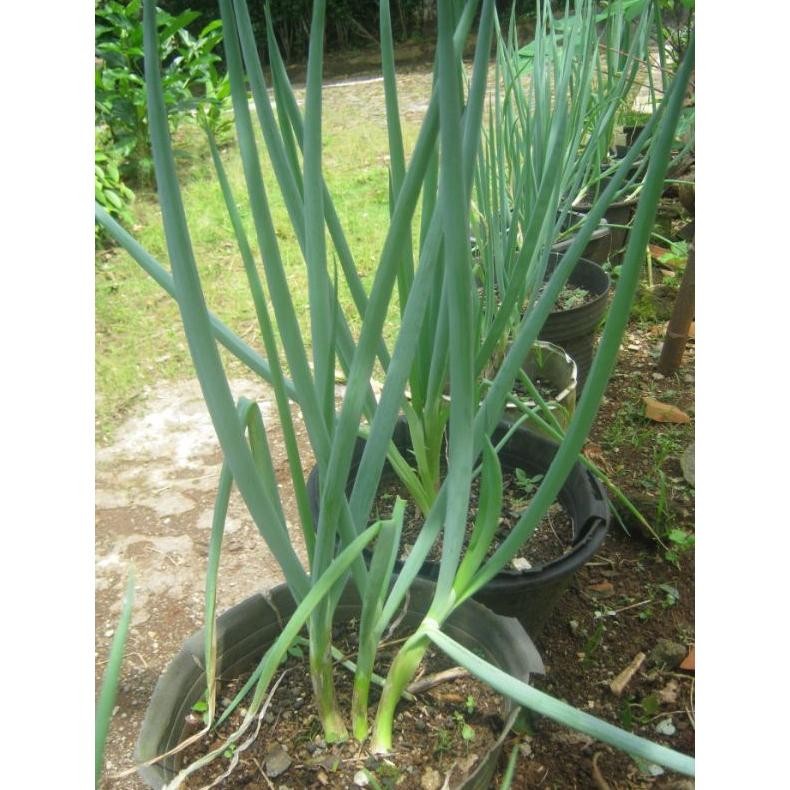 

Terpercaya Kebun_Subur-Bibit Daun Bawang Siap Tanam