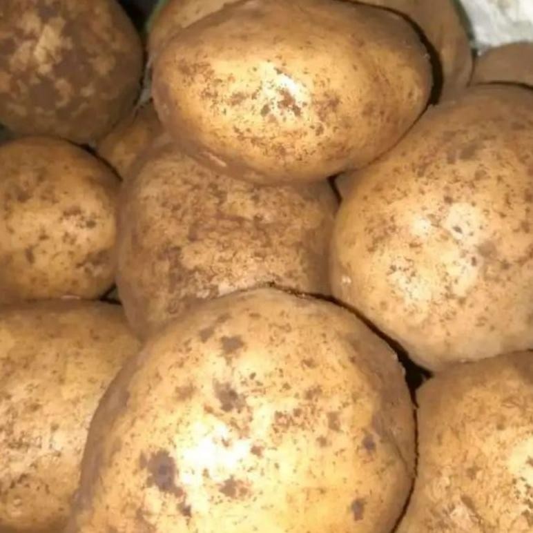 

Perhatian Kentang 1 Kg Ukuran Besar Ready