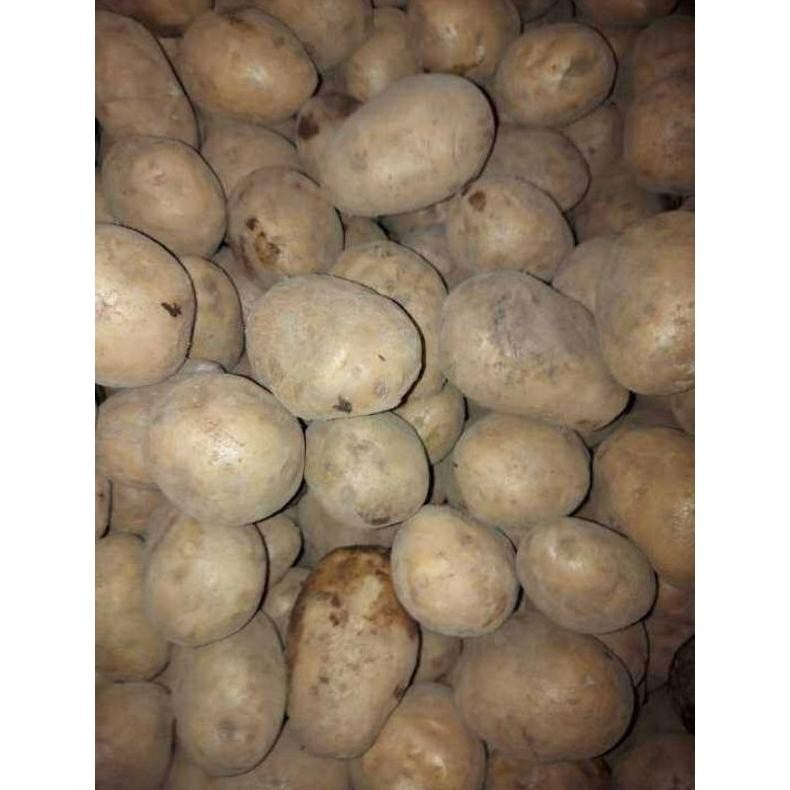 

Paket Kentang Dieng Ukuran Sedang Murah 1Kg Super