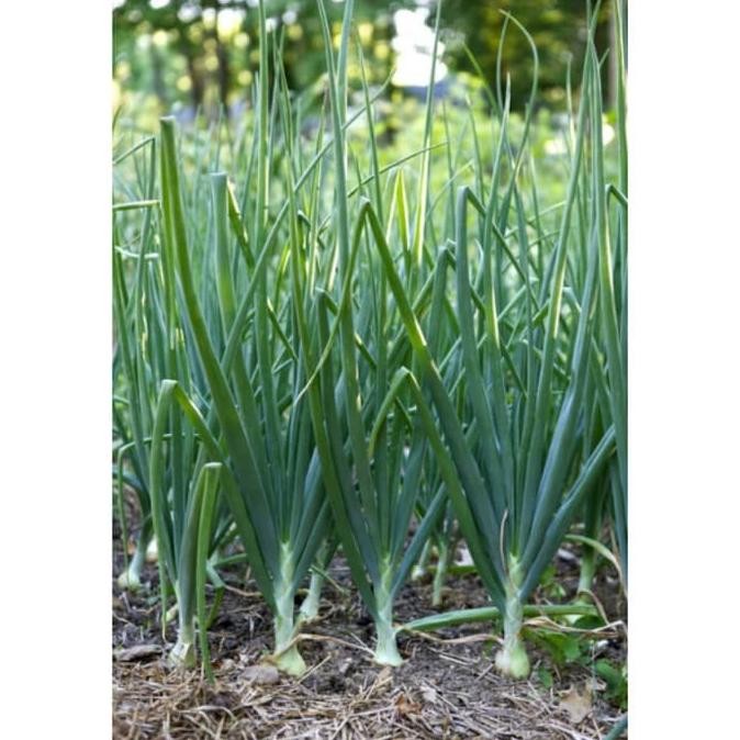 

Good Quality Daun Bawang Scallions 100 Gr