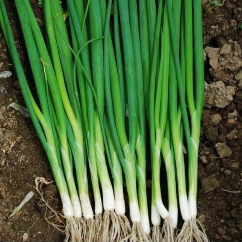 

Menarik Kebun_Subur-Bibit Daun Bawang Siap Tanam