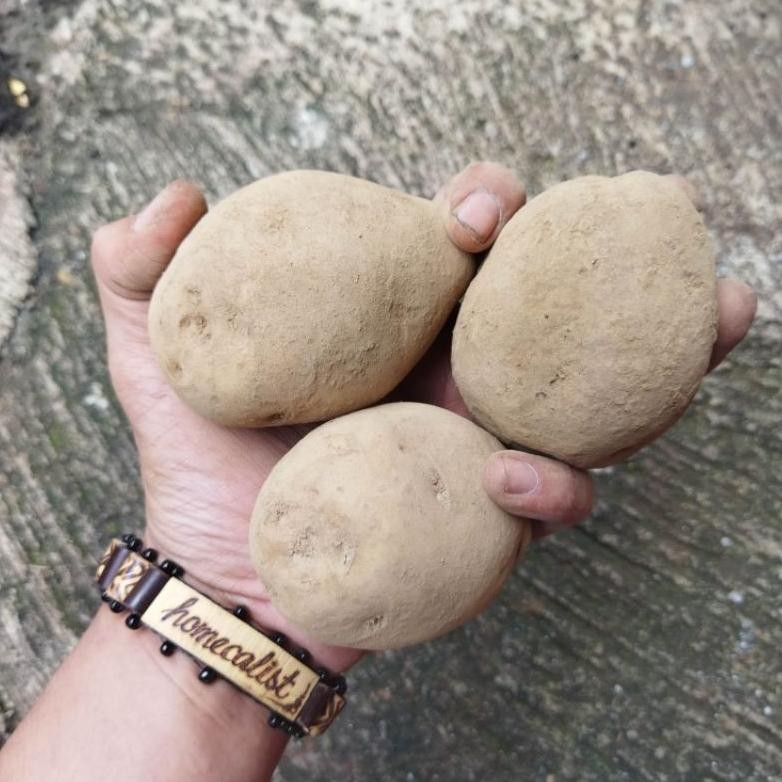 

Premium Terbaik Kentang Segar 1Kg Kentang Dieng