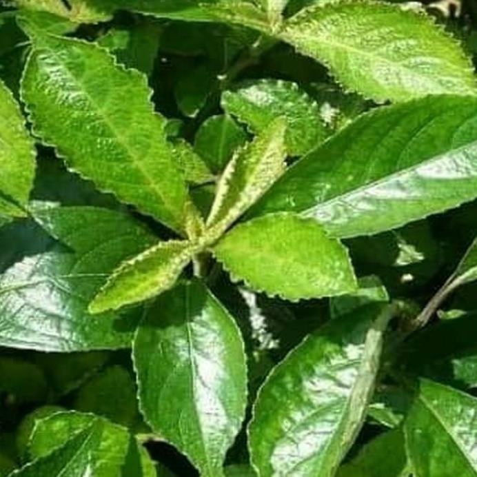 

Canggih Daun Keji Beling Segar Pecah Ngokilo 100 Gram Herbal Organik