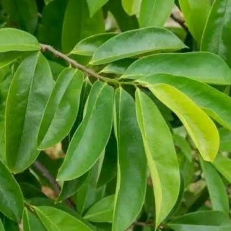 

Efisien Belanja Disini Daun Sirsak Segar 100 Lembar /Daun Nangka Belanda Obat Herbal
