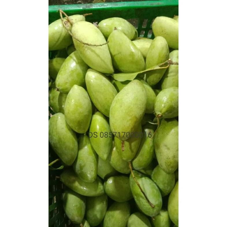 

Luar Biasa Mangga Muda 1 Kg/ Mangga Rujak/ Rujak/ Buah Mangga/Buah Segar
