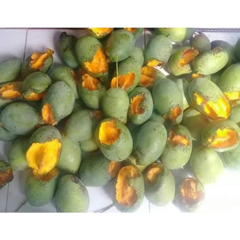 

Unik Mangga Gadung/Harumanis Ready Setengah Matang Bu