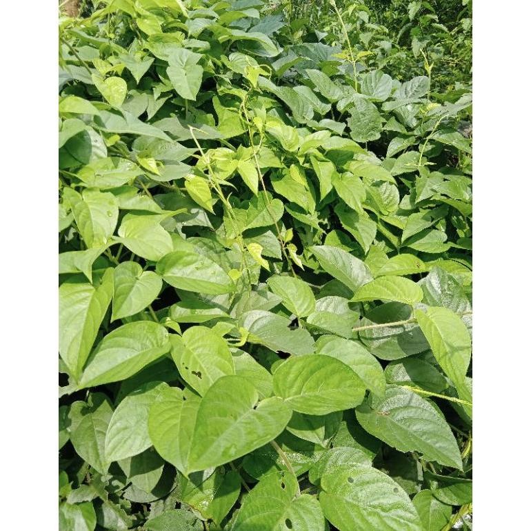 

Paket Daun Sembukan / Daun Kentut Segar 250Gr/Kwalitas Super