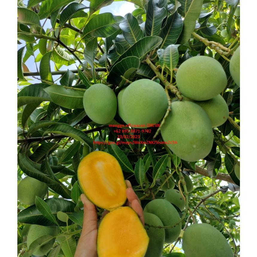 

Terbaru Mangga Madu Krompol Fresh