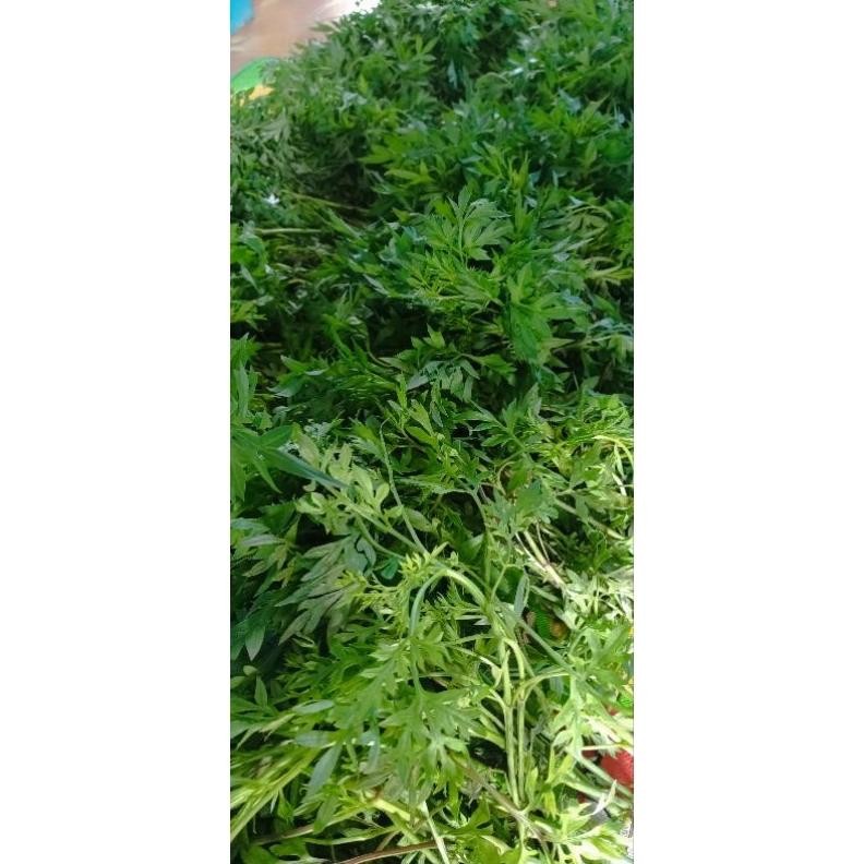 

Terbaru Daun Kenikir Segar Per Ikat/Daun Kenikir/Daun Lalapan
