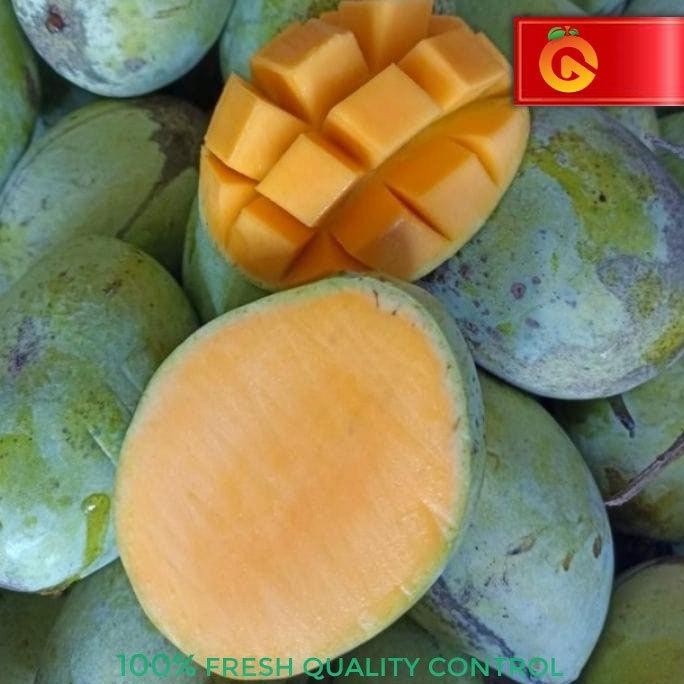 

Wajib Miliki Mangga Indramayu Fresh 1 Kg
