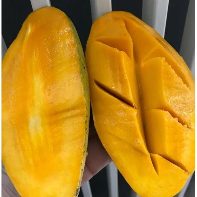 

Terbaru Mangga Golek Super Manis 1 Kg