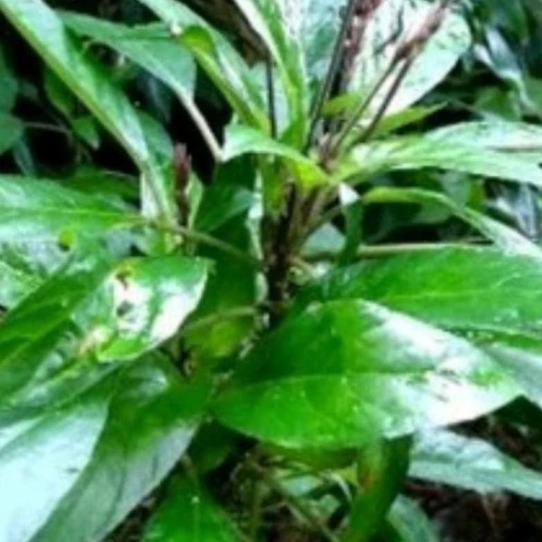 

Aman Terbaik Daun Rendeu Segar 1 Kg Daun Lalapan Segar