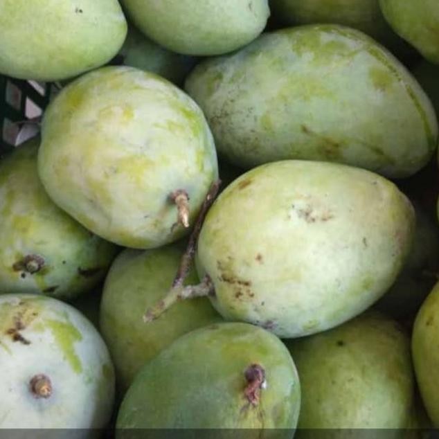 

Buktikan Promoooo Kembali Buah Mangga Cengkir 1Kg|Untuk Rujak|Mangga Muda|Nuri Fruits|Buah Segar Bandung