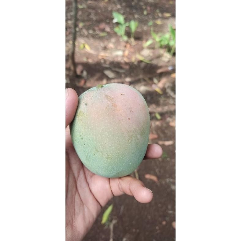 

Momen Spesial Mangga Gedong Gincu Segar 1Kg Manis Alami