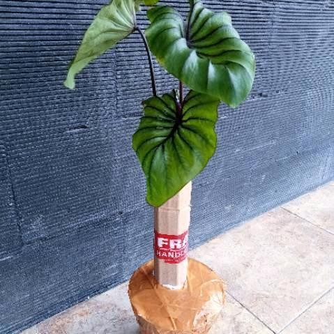 colocasia paraoh mask, size anakan tinggi 30 cm Diskon