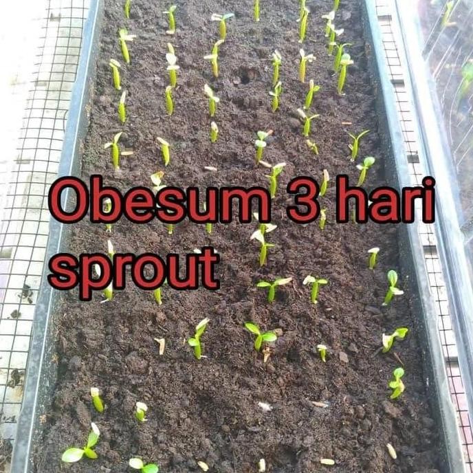 Benih / Bibit / Biji - Bunga Adenium Obesum Mix Seeds - IMPORT murah