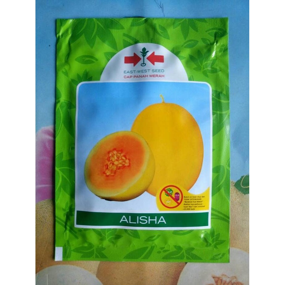 Melon Golden ALISHA 400 Biji Murah
