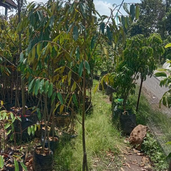 BIBIT DURIAN KAKI 3 MONTONG SUPER TINGGI 2 METER Diskon