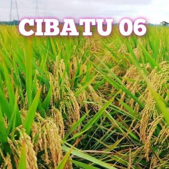BENIH PADI CIBATU 06 5kg Bobot Mantap Promo