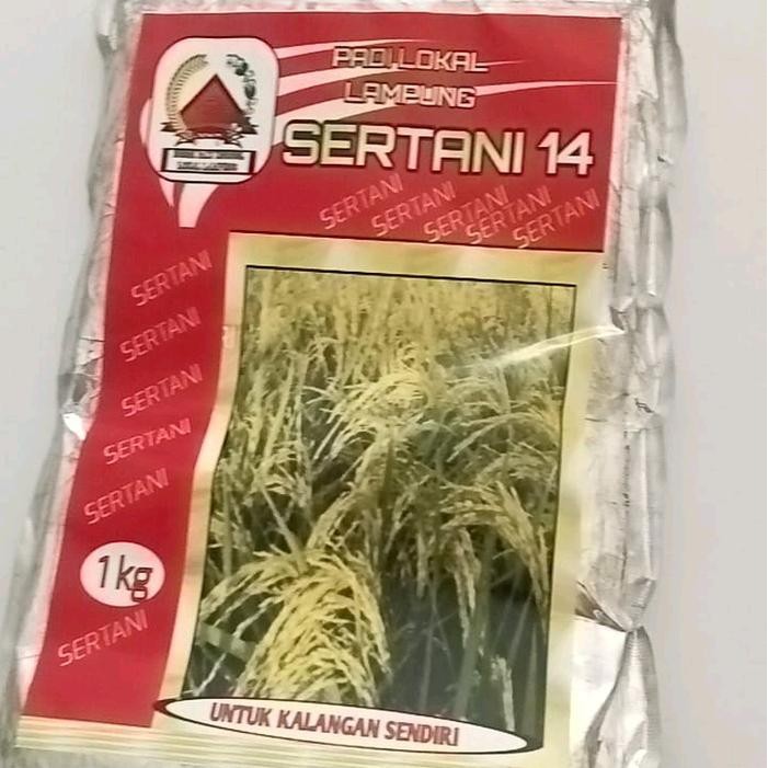 BENIH PADI LOKAL SERTANI 14 Murah