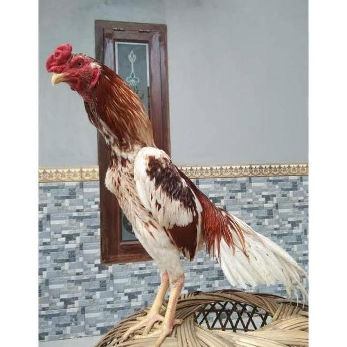 

TELUR VERTIL AYAM PLUCKER TERMURAH/TELUR AYAM PENCABUT BULU SUPER
