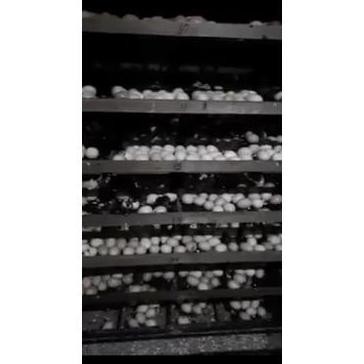 

READY TELUR PS KUB JENIS JUMBO (VERTIL) UNTUK DI TETASKAN FERTIL