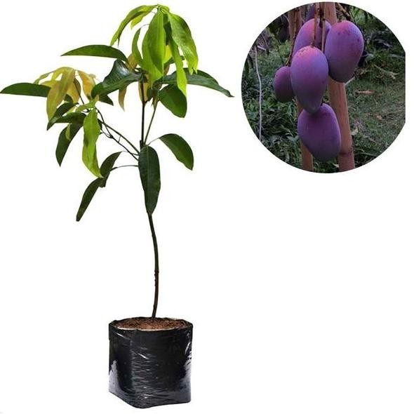 Fx-76 Fg-87 Tanaman Buah Mangga Irwin 60Cm