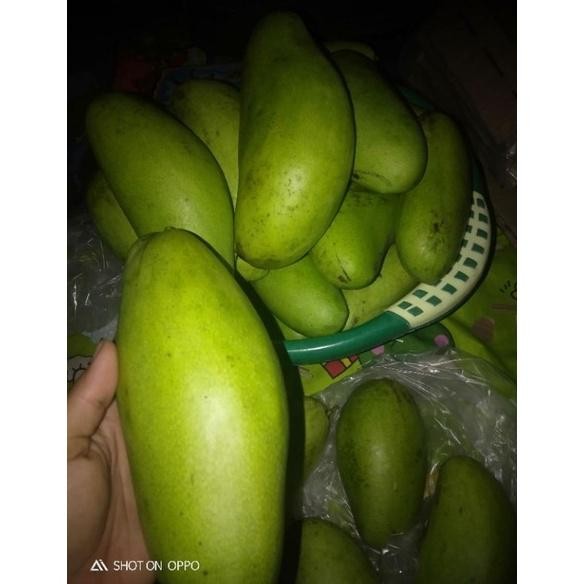 

Premium Buah Mangga Golek/Mangga Rujak 1 Kg