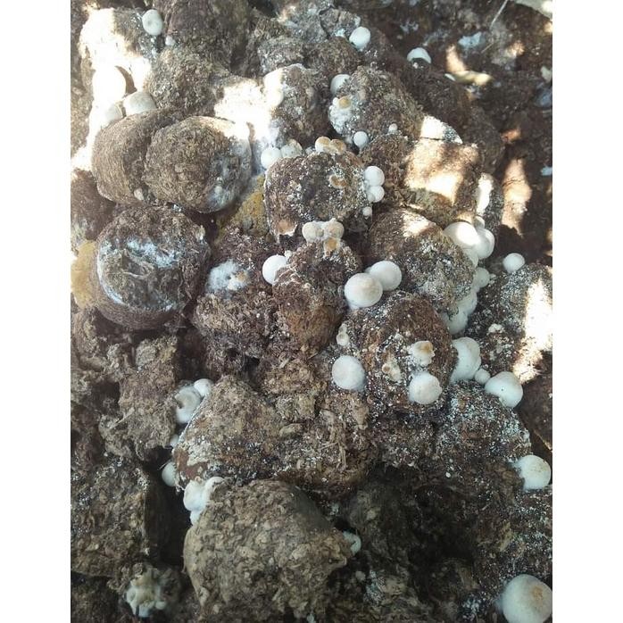 Terjangkau Bibit Jamur Merang Unggulan Semi Dan Putih