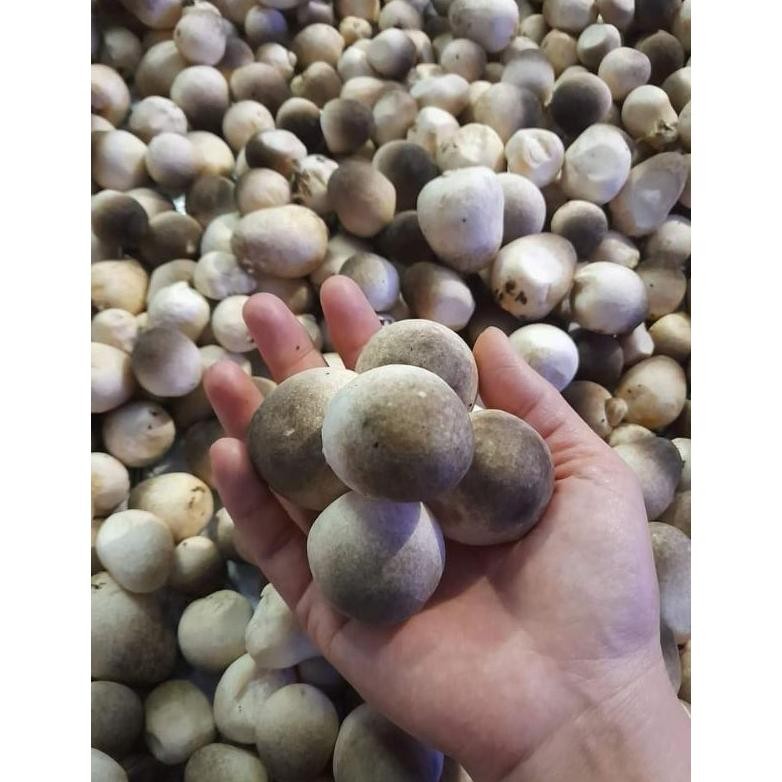 Nikmati Promo Bibit Jamur Merang Unggulan Jenis Putih 1 Log Jumbo