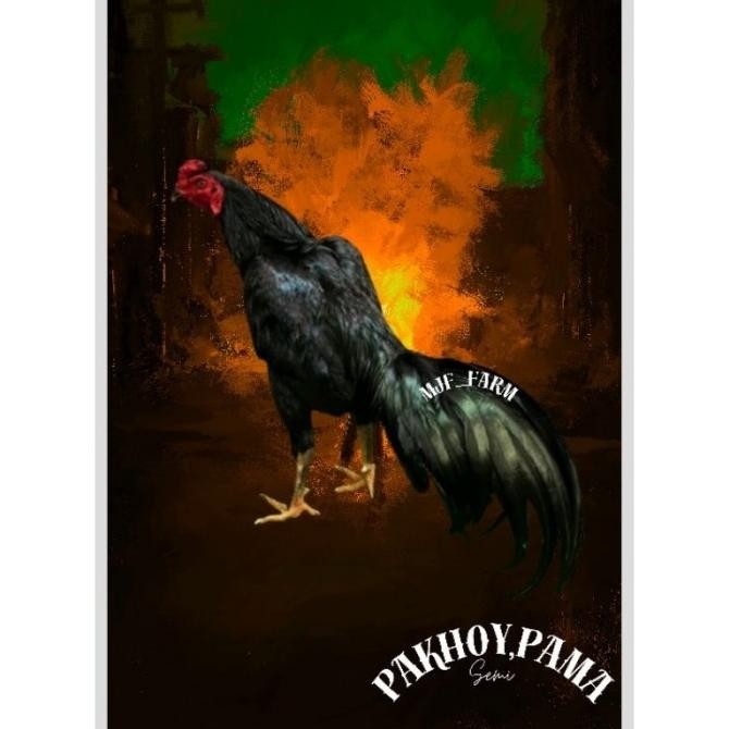 

TELUR AYAM PAKHOY X PAMA VERTIL SIAP DI TETASKAN JAMINAN SUPER OIGINAL BERGARANSI
