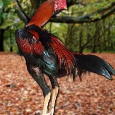 

TELUR AYAM PAKHOY ORI THAILAND VERTIL SIAP DI TETASKAN JAMINAN SUPER ORI BERGARANSI