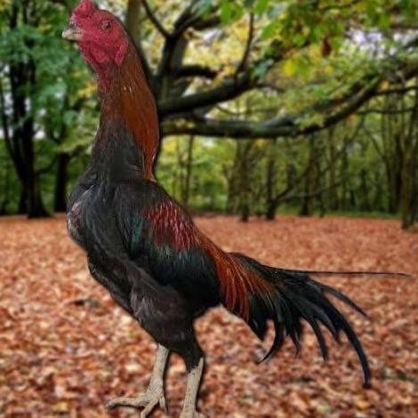 

TELUR AYAM PAKHOY JUMBO VERTIL SIAP DI TETASKAN JAMINAN SUPER OIGINAL BERGARANSI