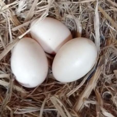 

TELUR AYAM PAKHOY ORI THAILAND VERTIL SIAP DI TETASKAN JAMINAN SUUPER OIGINAL BERGARANSI