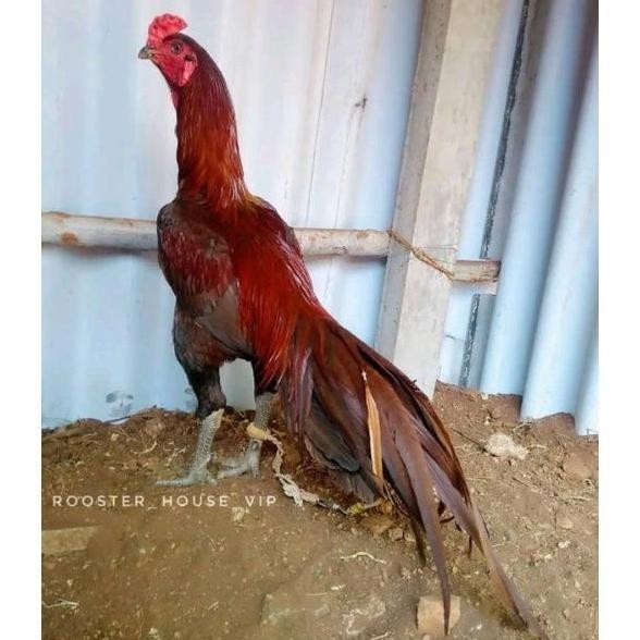 

TELUR AYAM PAKHOY JUMBO VERTIL SIAP DI TETASKAN JAMINAN SUPER OIGINAL BERGARANSI ASLI