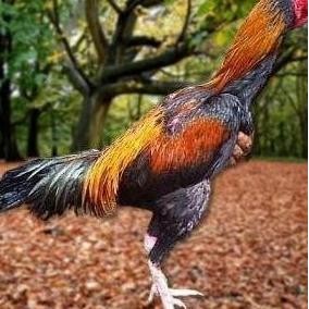 

TELUR AYAM PAKHOY JUMBO VERTIL SIAP DI TETASKAN JAMINAN SUPER OIGINAL BERGARANSI VERTIL