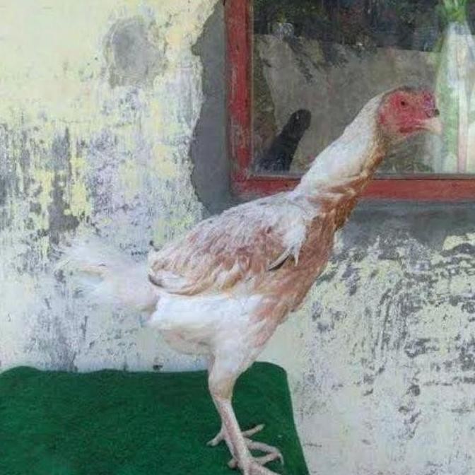 

TELUR VERTIL AYAM PLUCKER TERMURAH/TELUR AYAM PENCABUT BULU SUPER